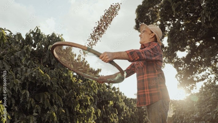 Latin farmer working in the coffee harvest on a sunny day in the field, sifting coffee beans.